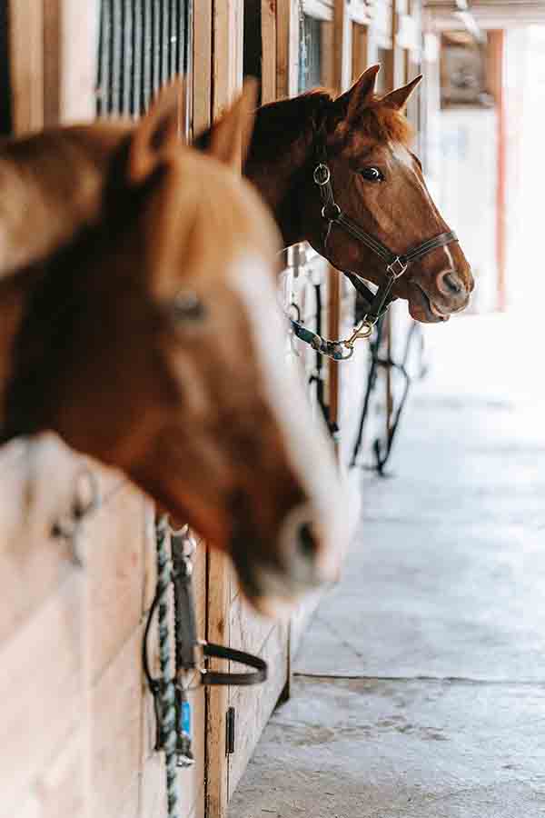 Radstone Livery Stables