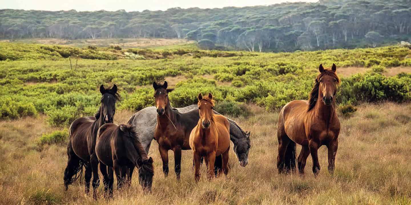 horses grazing in a field