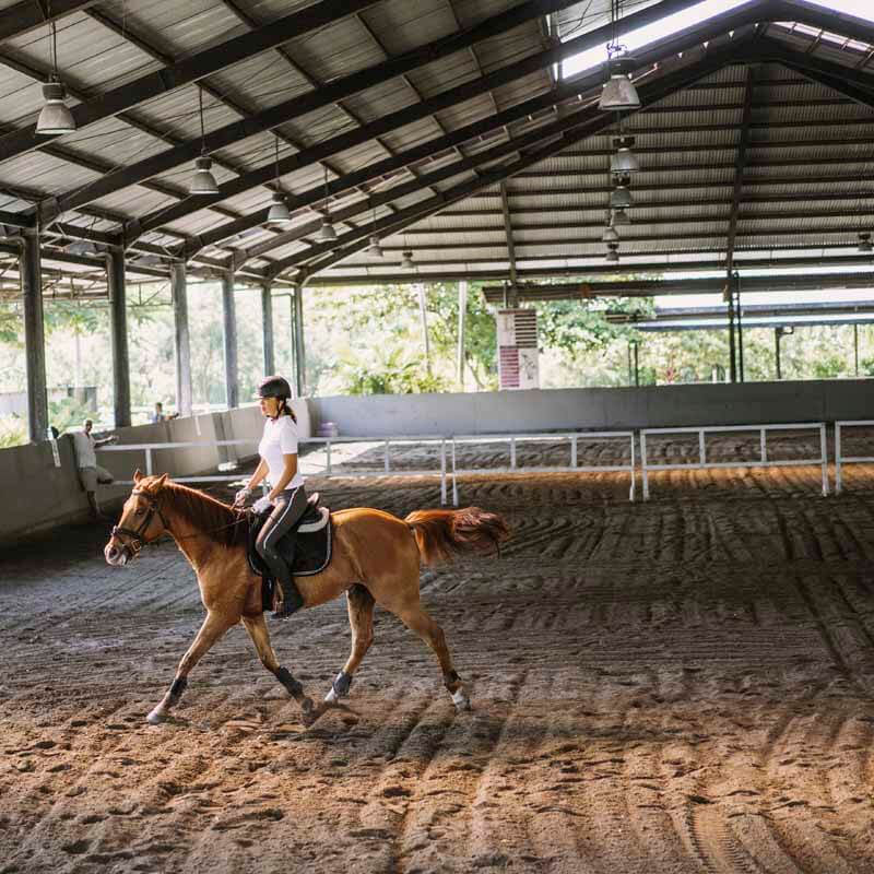 Indoor riding school with show jumps