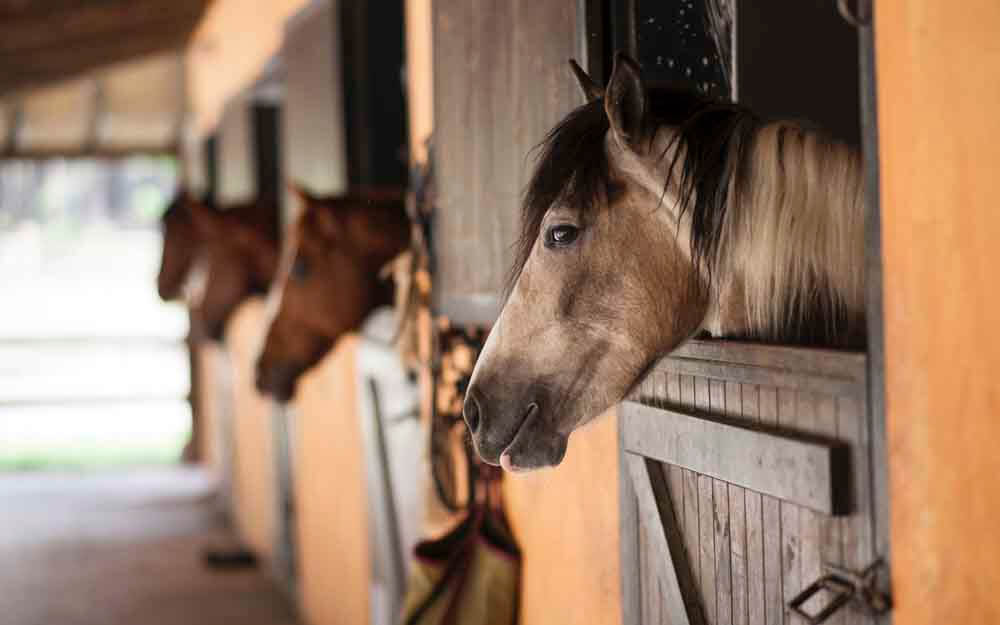 horses looking out over the stable doors
